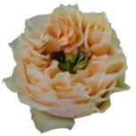 Copperfield Summerhouse Roses de jardin d'Equateur Ethiflora